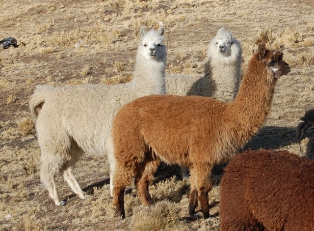 lana di alpaca caratteristiche